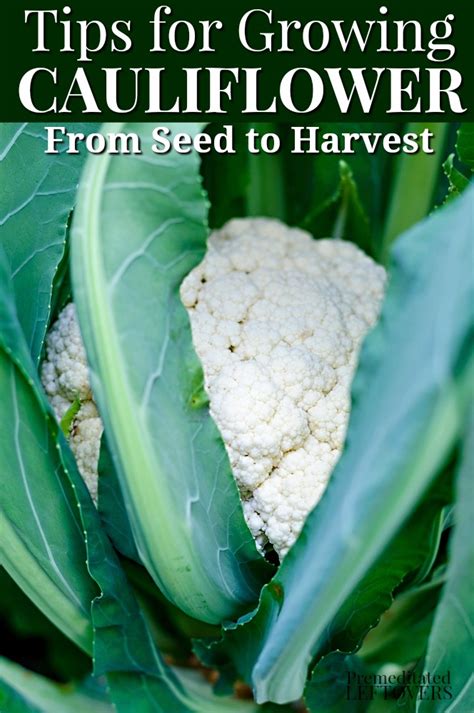 Tips for Growing Cauliflower in Your Garden, including how to start seeds, how to transplant an ...