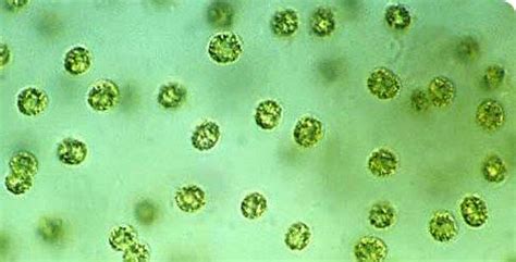 Microcystis aeruginosa | Short courses, Course offering