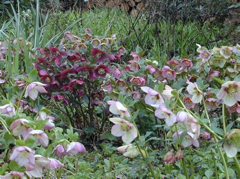 A Winter Tapestry of Hellebores – SlowFlowers Journal