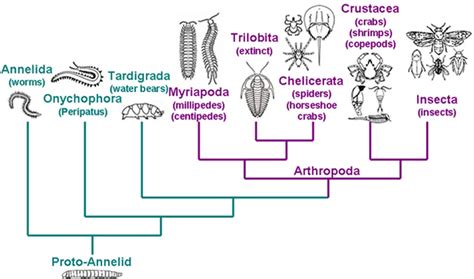 Are Crustaceans Insects? (Are Crabs and Lobsters Bugs?) – Outlife Expert