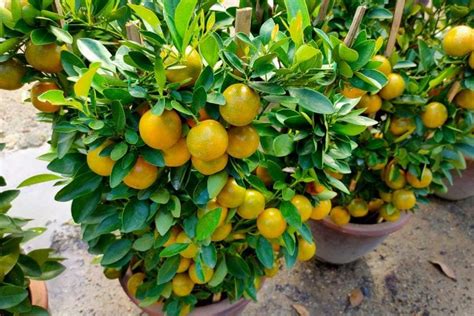 How to Grow and Care for Lemon Trees Indoors | luv2garden.com