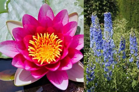 What Are July Birth Flowers and Their Meanings? - GrowingVale