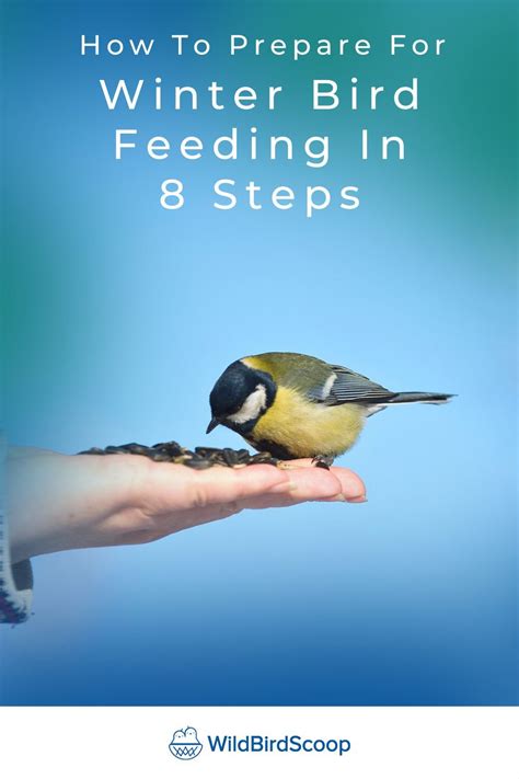 Winter Bird Feeding - How To Feed Your Bird During Winter In 8 Steps ...