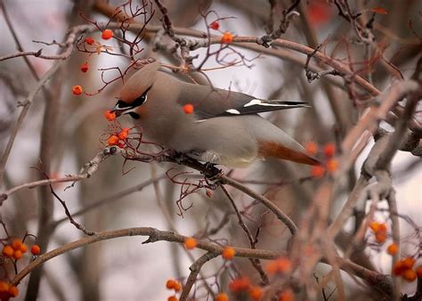 bohemian waxwing, hawthorn, bird, spring, sparrow, tree, closeup ...