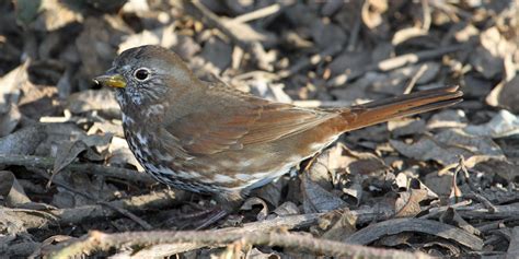 fox-sparrow-jamie-chavez-2×1 – Nature in Novato