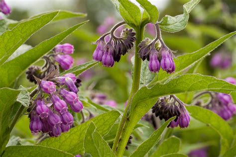 Follow These Guidelines To Harvest Comfrey For Culinary Uses Or As Garden Mulch | Horticulture ...