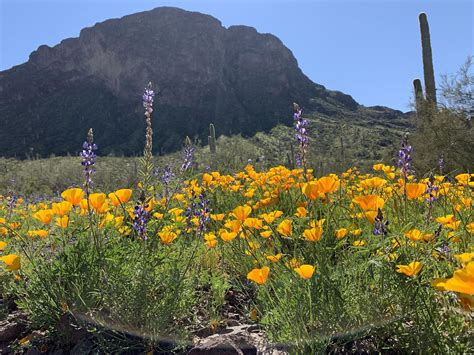 49 best Picacho Peak images on Pholder | Arizona, Hiking and Tucson