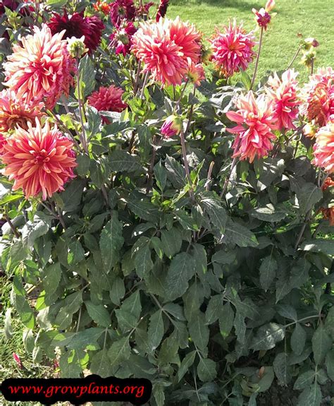 Dahlia plant - How to grow & care