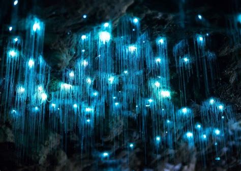 Glowworm and Cave Explorer | Tours - Spellbound Glowworm Cave Tours