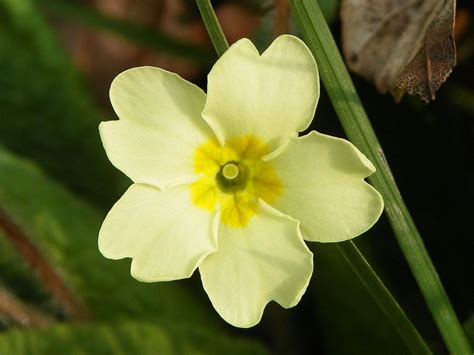 February's Birthflowers: The Vivacious Violet & The Pristine Primrose | Avas Flowers
