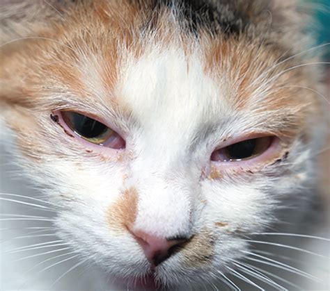 L-lysine for Feline Herpes Virus - Catwatch Newsletter