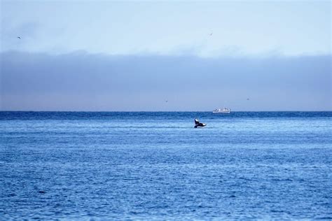 A Day in Kenai Fjords: A Wildlife Lover's Dream | ALASKA.ORG