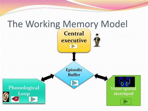 PPT - The Working Model of Memory PowerPoint Presentation, free download - ID:3885616