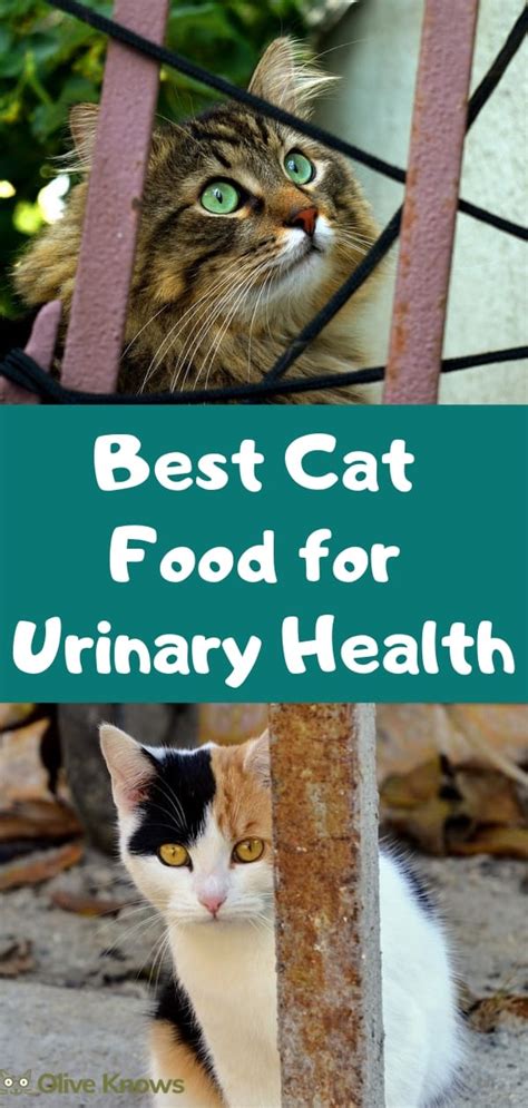 Best Cat Food for Urinary Health - OliveKnows