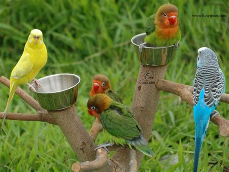 Budgerigar Care: Budgerigar as a pet bird at home