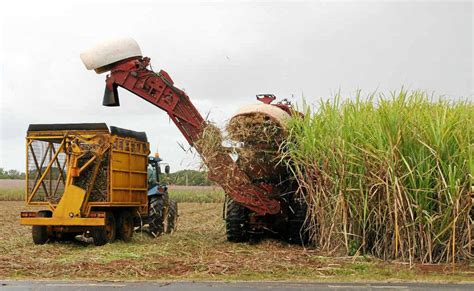 Good sugarcane harvest on track this year | Northern Star