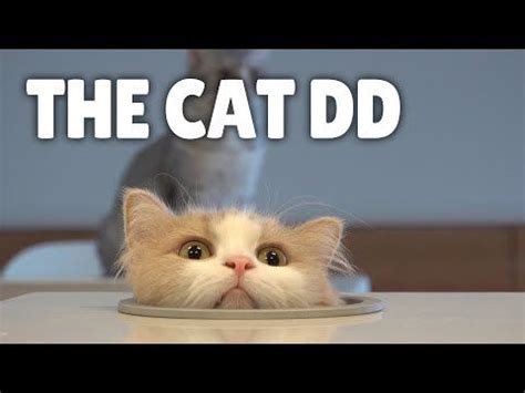 Introducing The Cat DD - YouTube in 2020 | Cats, Cats and kittens, Funny animals