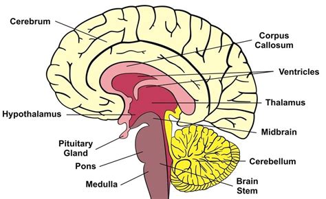 Memory Brain Diagram