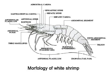 Morphology, anatomy, and physiology of white shrimp - Shrimp Culture