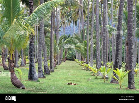 The grounds of the Coco Palms Resort, setting for Elvis Presley film "Blue Hawaii Stock Photo ...