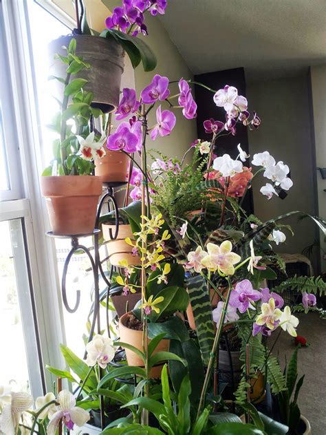 I love to create this. | Indoor orchids, Orchids, Garden