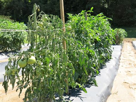 Southern Bacterial Wilt of Tomato | NC State Extension Publications