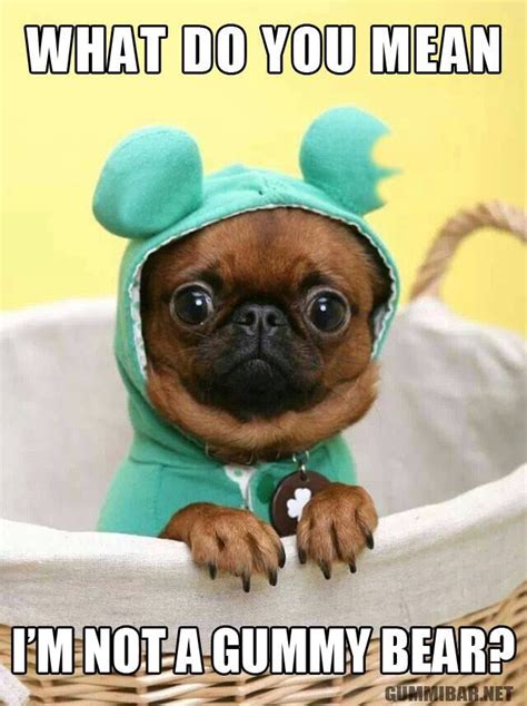 Pin on Cute Memes | Cute dogs, Cute animals, Cute pugs