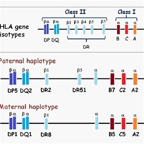 (PDF) Human Leukocyte Antigen (HLA) System in Solid Organ ...