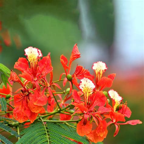 Royal poinciana (Delonix regia) Flower, Leaf, Care, Uses - PictureThis