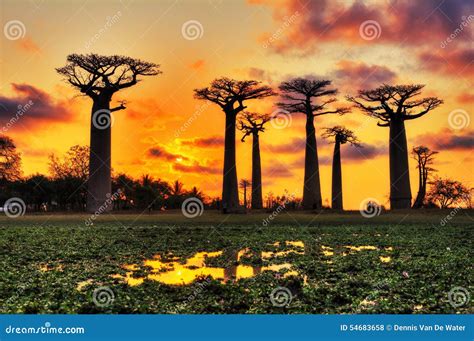 Baobabs Madagascar sunset stock photo. Image of beautiful - 54683658