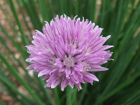 Chives: Plant Care and Collection of Varieties - Garden.org