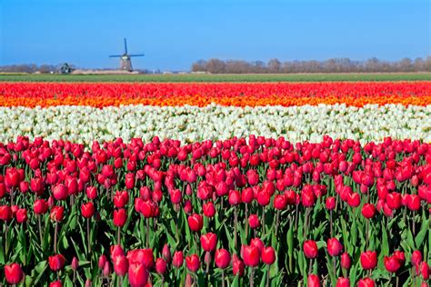 Campos de Flores na Holanda - Arquidicas