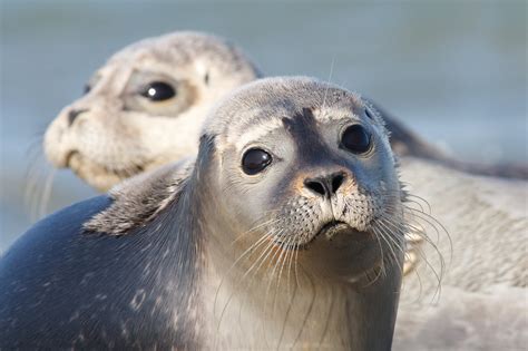 6 grey seal pups released - Be More Awesome