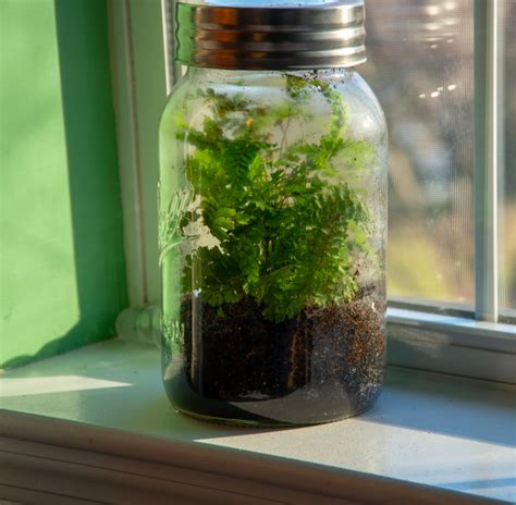 Cómo cultivar plantas en botellas de vidrio | Salud180