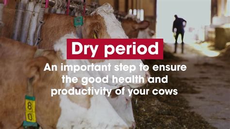 Dry period: An important step to ensure the good health and productivity of your cows - YouTube