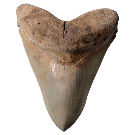 Arriba 46+ imagen great white shark fossil teeth - Abzlocal.mx