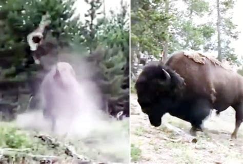 Huge Bison Attacks Kid Tosses Her Like A Doll Disturbing Video Surfaces