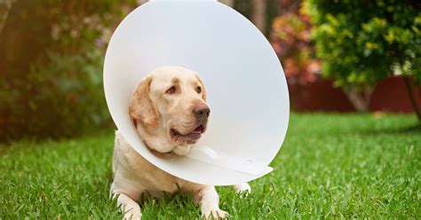 Nurturing the Most Common Dog Injuries | Hillrose Pet Resort