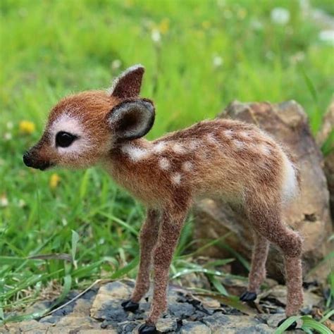 A baby deer #natures Follow @natures for more! DM for credit #cutebabypuppies | Cute little ...