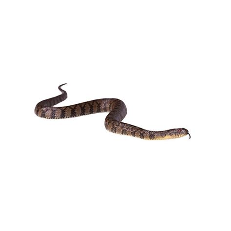 Banded Water Snake Identification | Snakes in Central & Eastern Virginia