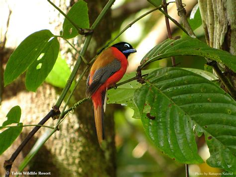 Tabin Bird Watching Tour, Sabah, Malaysia | Borneo Adventure