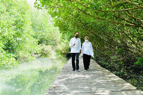 Detail 10 Hutan Mangrove Indonesia Beserta Pengertian Dan Gambar ...