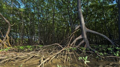 Mengenal Mangrove dan Indikator Kerusakan Ekosistem Mangrove – HIMABA ...