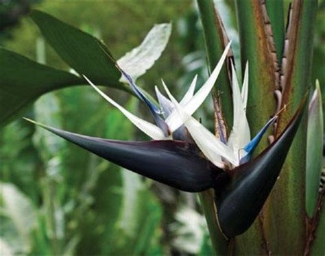 White Bird of Paradise (Strelitzia nicolai) | Birds of paradise flower, Paradise flowers, Plants