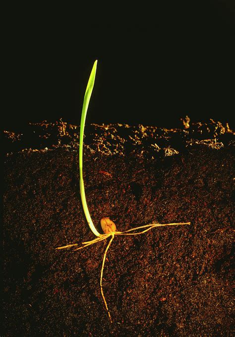 Germination Of Wheat Seed In Soil Photograph by Adam Hart-davis/science Photo Library - Fine Art ...