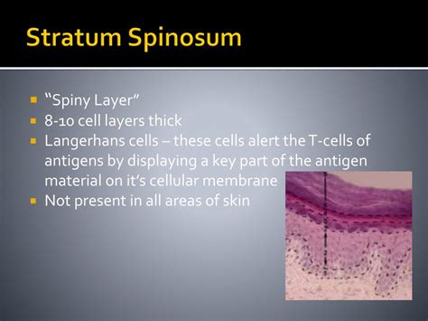 PPT - Chapter 8 Skin Physiology PowerPoint Presentation, free download - ID:2395346