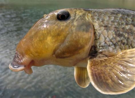 TWRA Reservoir Fish - Northern Hogsucker by Jim Negus | Fresh water fish tank, Fish tank ...