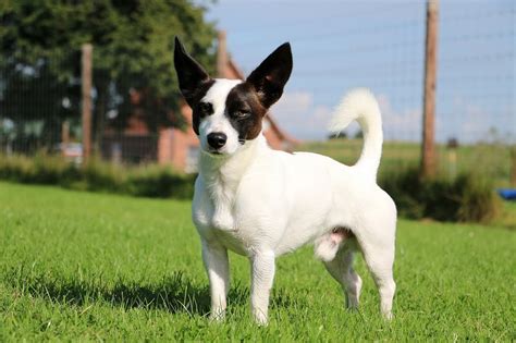 Jack Russell Chihuahua Mix: Is This Tenacious Terrier The Dog For You ...