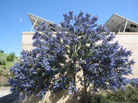 Ceanothus ‘Ray Hartman’ – CNPS El Dorado Chapter | Plant Sale