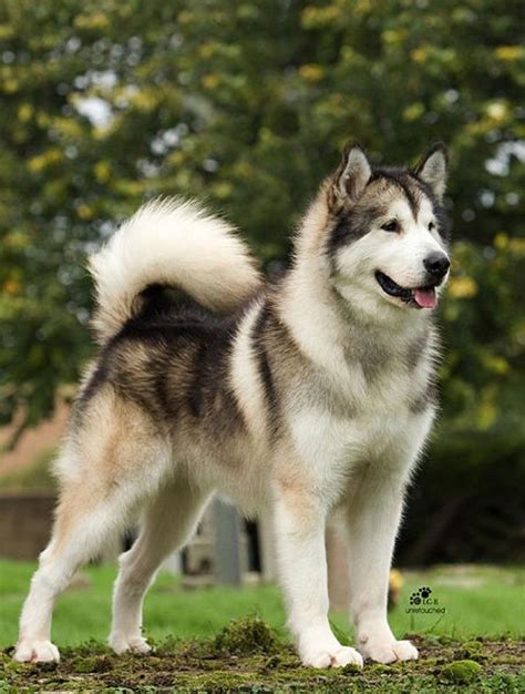 🔥 Download Giant Alaskan Malamute Puppiesakita Puppies Wallpaper by ...